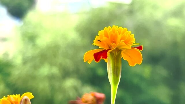 Tagetes orange flower against the background of rain and trees.
