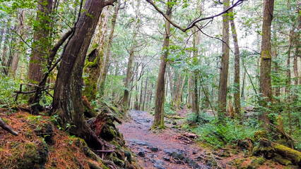 Aokigahara suicidal dark and gloomy forest Kawagutiko lake Japan