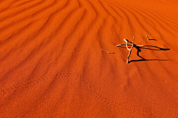 Rippled red sand dune with animal track in central Australia © greenantphoto