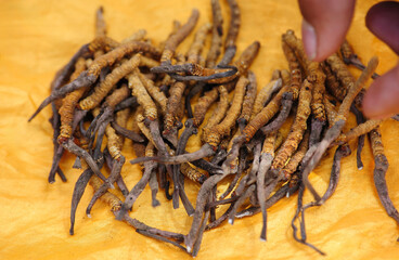 Dried wild Cordyceps on yellow background