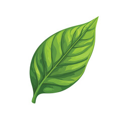 Obraz premium Vector illustration of a green leaf