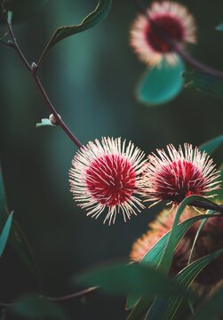 Images of hakea laurina or pin cushion hakea flowers.