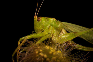 Grasshopper on a green leaf in the nature. macro