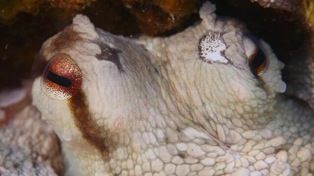 octopus  skin close up  underwater  cepholopod scenery of ocean change color
