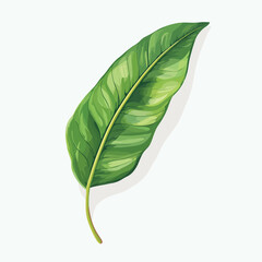 Obraz premium Vector illustration of a green leaf