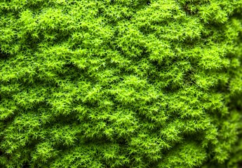 Close up of Green Moss