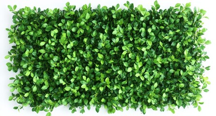 A close-up of lush green leaves against a white background.