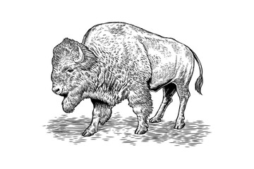 hand drawn bison black and white illustration