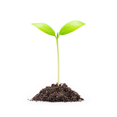 Young sprout growing from soil, isolated on white background.