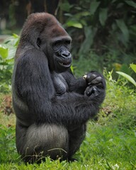 Gorilla (Troglodytes gorilla) sitting on the ground. Gorilla is herbivorous apes that inhabit the...
