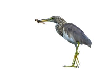 Javan Pond Heron is holding a dragonfly isolated on transparent background png file