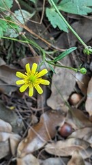 yellow flower on the ground
