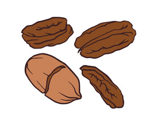 pecan nuts, including whole nuts, a cracked one, and shells, all brown and oval, casually arranged for package, menu, recipe, cookbook design.