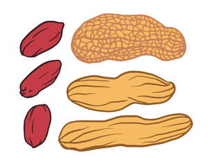 Vector graphic of peanuts on a white background, showing both peeled and unpeeled nuts. Includes whole fruits with kernels, doodle style. Ideal for peanut butter, package, menu, recipe.