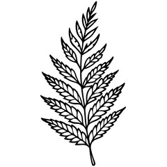 fern leaves outline coloring book page line art drawing