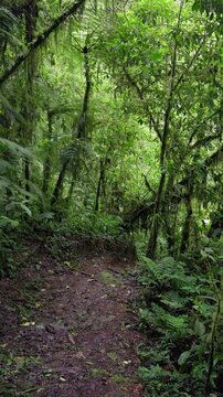 Sendero en medio del bosque tropical rodeado de mucha vegetaci&oacute;n