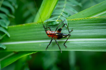 Conocephalus melaenus perched on green leaves