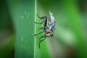 Sarcophaga carnaria, the housefly perched on green grass