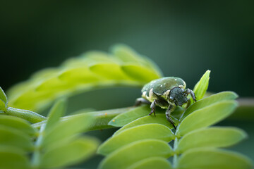 flower beetle, Glycyphana nicobarica perched on green leaves