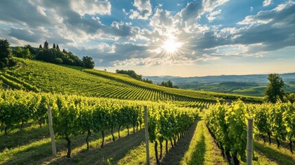 Fototapeta premium A serene landscape of a vineyard in the countryside, with rows of grapevines under a sunny sky with fluffy clouds.