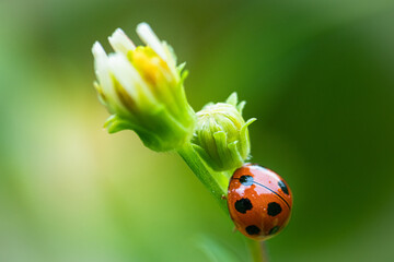 ladybird beetle Coelophora inaequalis walking on a daisy flower