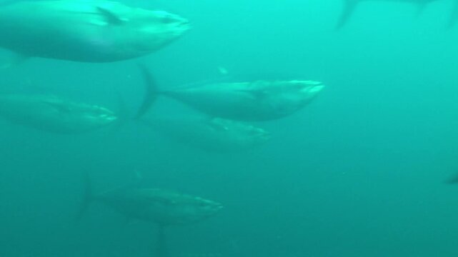 school of tuna fish underwater wildlife ocean scenery marine life