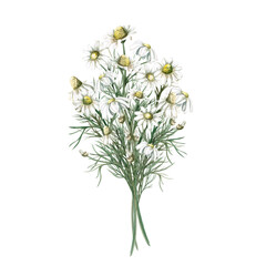 Bouquet of chamomile in watercolor illustration. Illustration on the theme of medicinal herbs for packaging, postcards, herbal teas. Illustration is isolated from the background