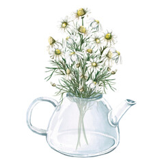 Composition of transparent teapot with bouquet of chamomile. Isolated watercolor illustration for design of tea shops, phytoblogs, pharmacies, packaging
