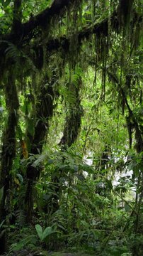 Arboles llenos de musgo con mucha vegetaci&oacute;n alrededor en medio del bosque tropical