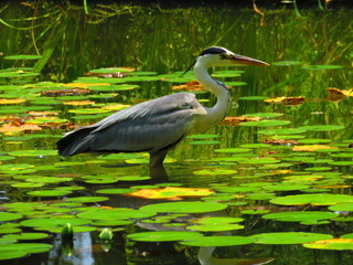 Heron and water lilies
