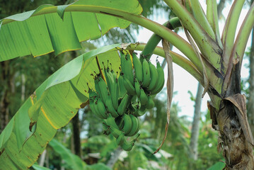 Big green banana bunches still on the tree.
