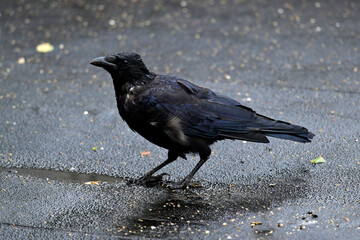 Rabenkrähe (Corvus corone) mit einzelnen weißen Federn // Carrion crow with single white feathers