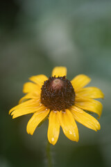 Image of a black eyed Susan blossom with copy space.