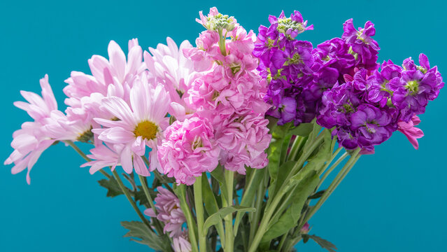 Purple and pink stock flowers and Painted Daisy blossoms.