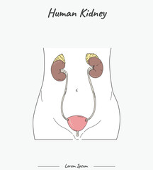 Human Anatomy - Kidney illustration