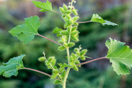 Common burdock, branch of the plant with thorny fruits. Xanthium strumarium.