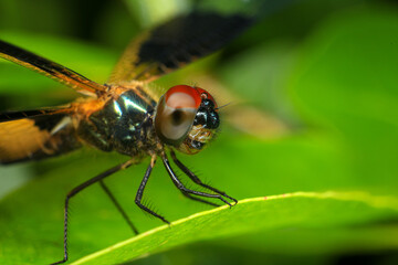 Fototapeta premium dragonfly Macro of a dragonfly on a green leaf.