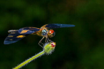 dragonfly Macro of a dragonfly on a green leaf.