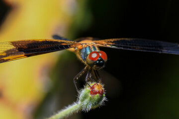 dragonfly Macro of a dragonfly on a green leaf.