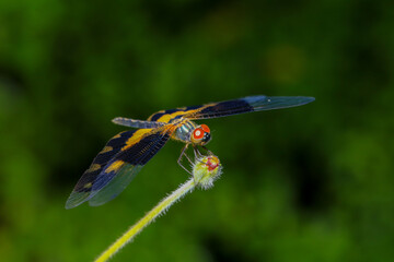 dragonfly Macro of a dragonfly on a green leaf.