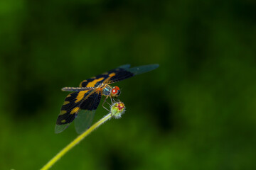 dragonfly Macro of a dragonfly on a green leaf.