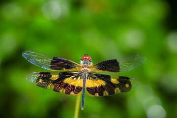 dragonfly Macro of a dragonfly on a green leaf.