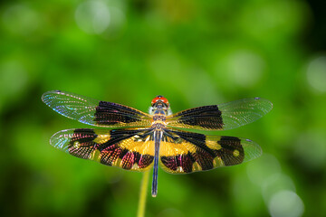 dragonfly Macro of a dragonfly on a green leaf.