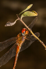dragonfly Macro of a dragonfly on a green leaf.