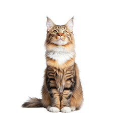 Fototapeta premium Cute Maine Coon Cat Sitting and Looking Up