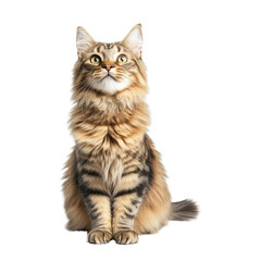 Obraz premium Cute Tabby Cat Sitting and Looking Up