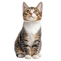 Obraz premium Cute Tabby Kitten Looking Up