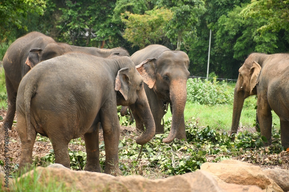 Sticker Group of elephants in lush green jungle near Pinnawala, Sri Lanka