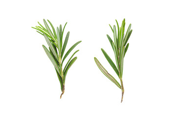 Fototapeta premium Rosemary on a transparent background. Two branches of rosemary.