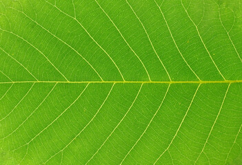 close up on green leaf texture background